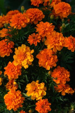 Kadife çiçekleri, güneşin ışığında bahçedeki bir çiçek tarlasına yakın çekim yaparlar..