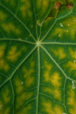 The texture of the nasturtium leaf is close-up with the color changed from green to yellow from the cold.