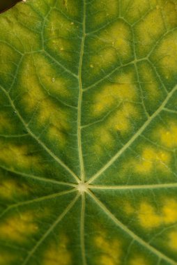 The texture of the nasturtium leaf is close-up with the color changed from green to yellow from the cold.