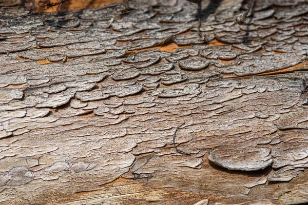 Fragment Old Wood Tarnished Texture Has Lost Its Color Bark — ストック写真