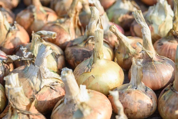 Agricultural industry. Onion bulbs dug out of the ground and laid out to dry before long-term storage.