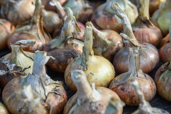 Agricultural industry. Onion bulbs dug out of the ground and laid out to dry before long-term storage.