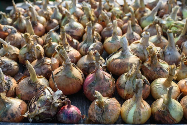 Landbouwsector Bollen Uit Grond Gegraven Aangelegd Drogen Voor Langdurige Opslag — Stockfoto