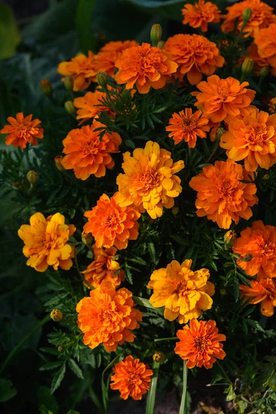 Marigolds Close Canteiro Flores Jardim Luz Sol — Fotografia de Stock