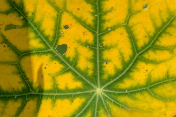 Textuur Van Het Nasturtium Blad Close Met Kleur Veranderd Van — Stockfoto