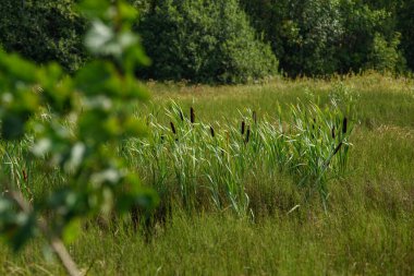Uzun otların arasındaki bataklıktaki sazlıklar.