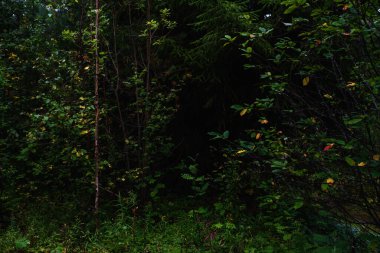 Hava kararmadan önce orman manzaraları. Karanlık çoktan toplanmaya başladı, ama batan güneşin soluk ışığı hala yaprakları aydınlatıyor..