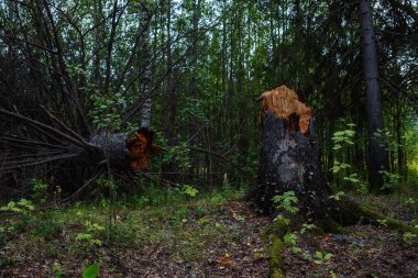 Gün batımından önce karanlık bir ormanda yaşlı bir ağaç devrildi..
