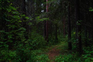 Hava kararmadan önce orman manzaraları. Karanlık çoktan toplanmaya başladı, ama batan güneşin soluk ışığı hala yaprakları aydınlatıyor..