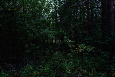 Hava kararmadan önce orman manzaraları. Karanlık çoktan toplanmaya başladı, ama batan güneşin soluk ışığı hala yaprakları aydınlatıyor..