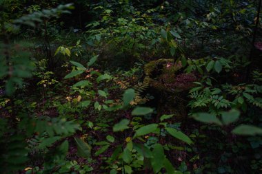 Ormanda çürümüş eski bir kütük, yosun, yosun ve zehirli mantar ile kaplanmış ve etrafı yaprak döken ağaçlarla kaplanmış: Rowan, kuş kirazı, kavak, kavak..
