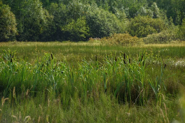 Reeds Swampy Area Tall Grass — Stock Photo, Image