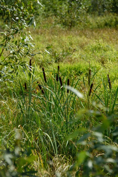 Reeds Swampy Area Tall Grass — Stock Photo, Image