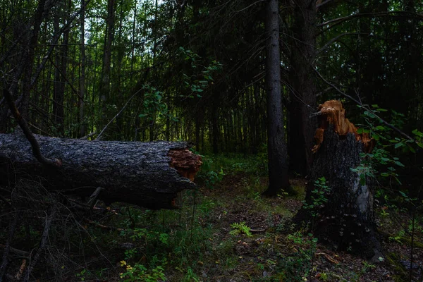 Tree Fallen Old Age Dark Forest Sunset — Stock Photo, Image