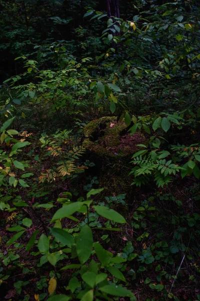 Old Rotten Stump Forest Close Overgrown Moss Lichen Toadstools Overgrown — Stock Photo, Image