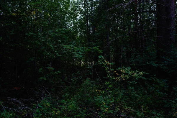 Forest Landscapes Dusk Darkness Already Gathering Faint Light Setting Sun — Stock Photo, Image