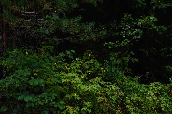 Paisajes Forestales Antes Del Anochecer Oscuridad Está Acumulando Pero Tenue — Foto de Stock