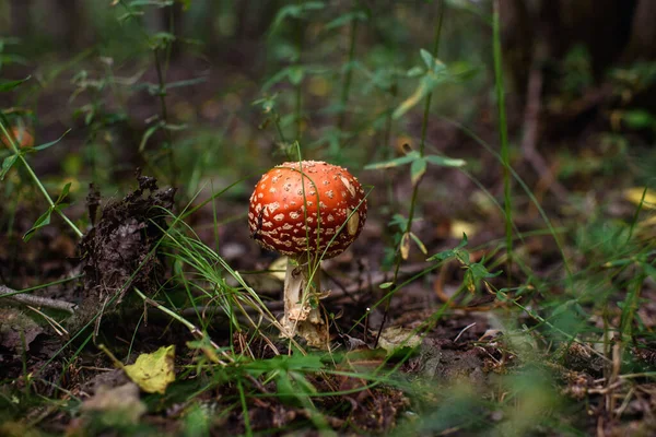 Poisonous Mushroom Fly Agaric Forest Close — Photo