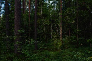 Hava kararmadan önce orman manzaraları. Karanlık çoktan toplanmaya başladı, ama batan güneşin soluk ışığı hala yaprakları aydınlatıyor..