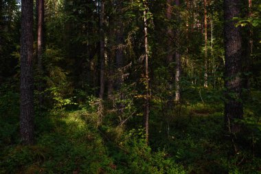 Hava kararmadan önce orman manzaraları. Karanlık çoktan toplanmaya başladı, ama batan güneşin soluk ışığı hala yaprakları aydınlatıyor..