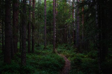 Hava kararmadan önce orman manzaraları. Karanlık çoktan toplanmaya başladı, ama batan güneşin soluk ışığı hala yaprakları aydınlatıyor..