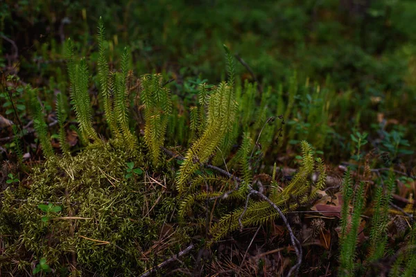 Växter Taiga Skogen Ett Träskområde Lykopodium Närbild — Stockfoto