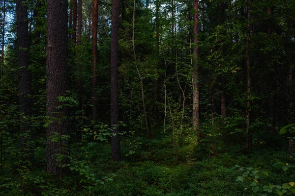 Forest Landscapes Dusk Darkness Already Gathering Faint Light Setting Sun — Stock Photo, Image