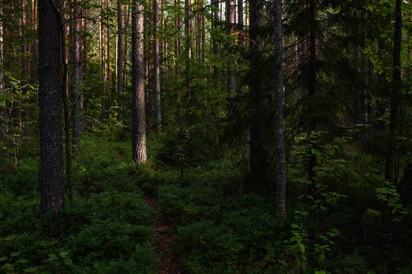 Boslandschappen Voor Zonsondergang Duisternis Aan Het Verzamelen Maar Het Zwakke — Stockfoto