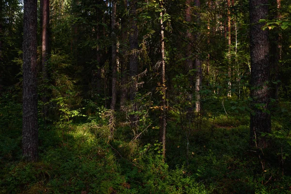 Forest Landscapes Dusk Darkness Already Gathering Faint Light Setting Sun — Stock Photo, Image