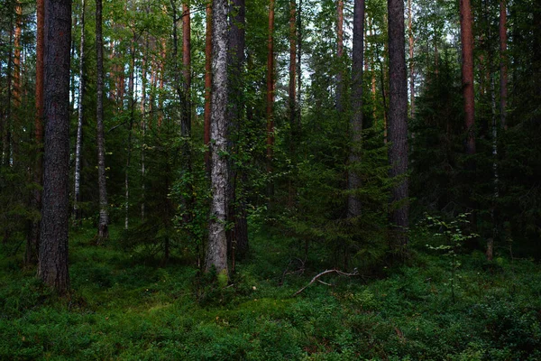 Boslandschappen Voor Zonsondergang Duisternis Aan Het Verzamelen Maar Het Zwakke — Stockfoto