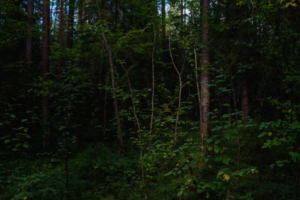 Lesní Krajiny Před Soumrakem Stmívá Ale Slabé Světlo Zapadajícího Slunce — Stock fotografie