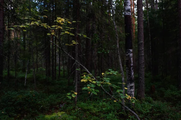 Paisagens Florestais Antes Anoitecer Escuridão Está Reunindo Mas Luz Fraca — Fotografia de Stock