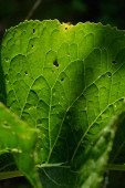 Zavřít pozadí. Zelený list v podsvícení s pruhy a dírami sežranými hmyzem. Křen list má mnoho užitečných vlastností a používá se při vaření.