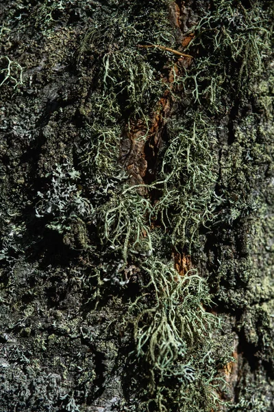 Birch Trunk Close Overgrown Moss Lichen — Stock Photo, Image