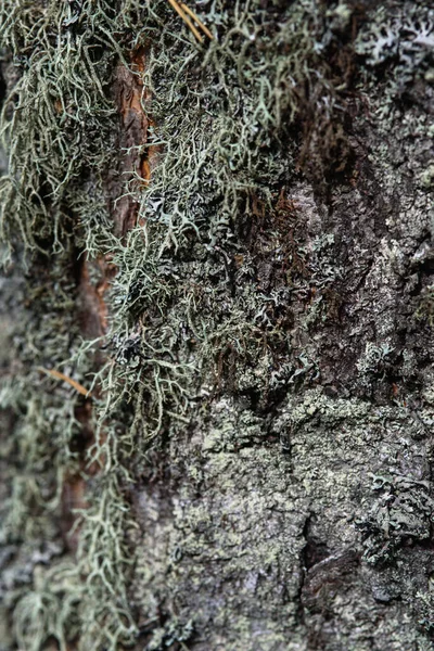 白樺の幹を閉じて 苔と地衣類で生い茂った — ストック写真