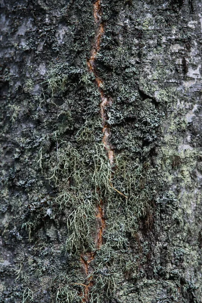 Gros Plan Sur Tronc Bouleau Recouvert Mousse Lichen — Photo