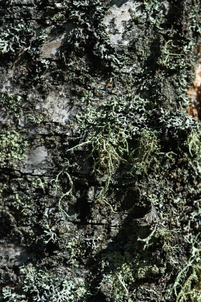 树干特写 长满苔藓和苔藓 — 图库照片