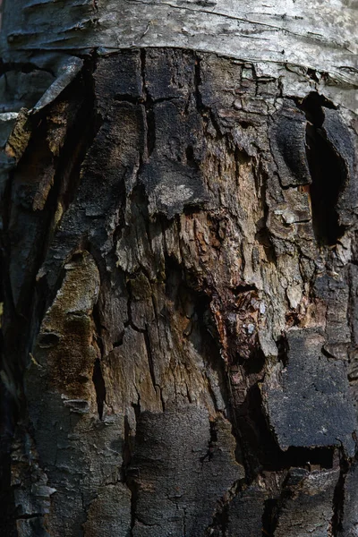 靠近老桦树树皮 从时间和年龄开始开裂 — 图库照片