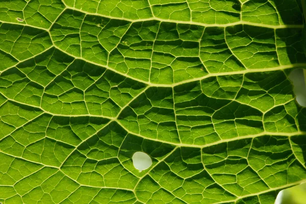 Sluit Achtergrond Groen Blad Achtergrondverlichting Met Strepen Gaten Opgegeten Door — Stockfoto