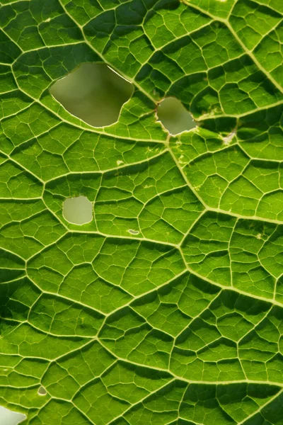 Primer Plano Fondo Hoja Verde Luz Fondo Con Rayas Agujeros — Foto de Stock