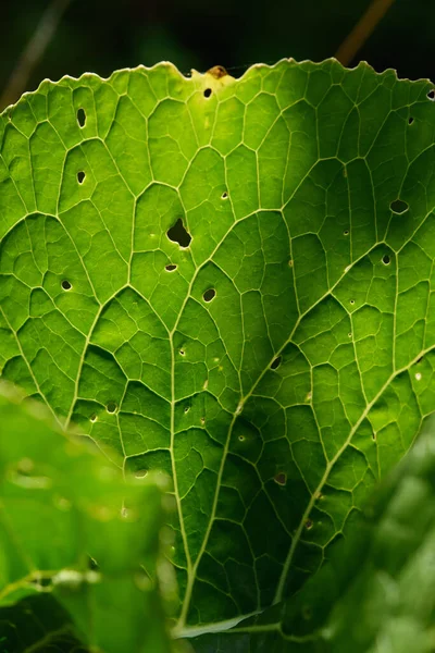 Zamknij Tło Zielony Liść Podświetleniu Smugami Dziurami Zjedzonymi Przez Owady — Zdjęcie stockowe