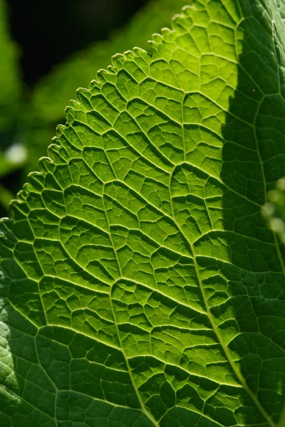 Sluit Achtergrond Groen Blad Achtergrondverlichting Met Strepen Gaten Opgegeten Door — Stockfoto