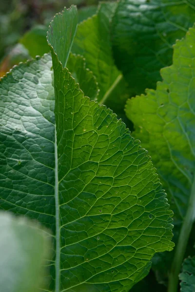 Close Background Green Leaf Backlight Streaks Holes Eaten Insects Horseradish — Stock Photo, Image