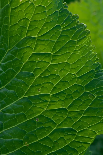 Sluit Achtergrond Groen Blad Achtergrondverlichting Met Strepen Gaten Opgegeten Door — Stockfoto