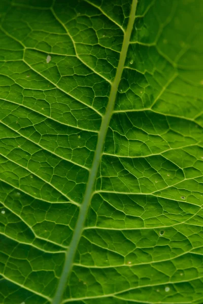 Zamknij Tło Zielony Liść Podświetleniu Smugami Dziurami Zjedzonymi Przez Owady — Zdjęcie stockowe