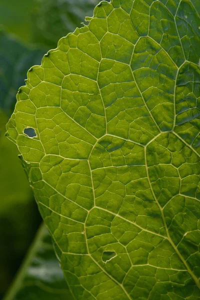 Sluit Achtergrond Groen Blad Achtergrondverlichting Met Strepen Gaten Opgegeten Door — Stockfoto