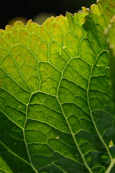 Närbild Bakgrund Grönt Löv Bakljuset Med Ränder Och Hål Som — Stockfoto