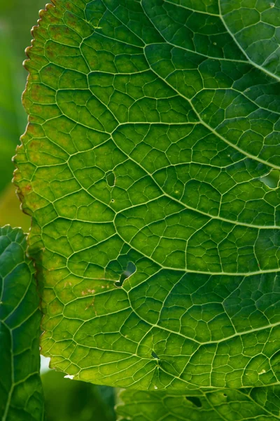 Sluit Achtergrond Groen Blad Achtergrondverlichting Met Strepen Gaten Opgegeten Door — Stockfoto