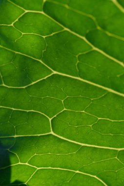 Arka planı kapatın. Arka planda yeşil lahana yapraklı çizgiler ve böcekler tarafından yenen delikler..