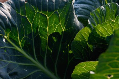 Tarım endüstrisi. Bahçede lahana yaprakları var..